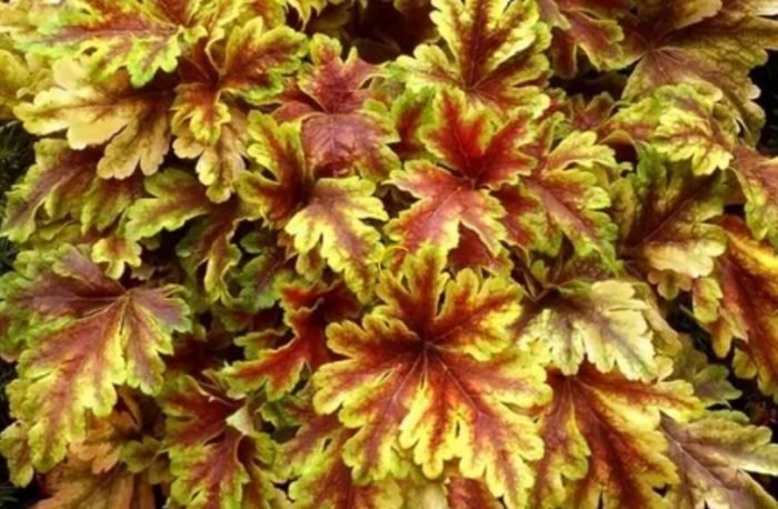 Χρυσή Ζέβρα Heuchera