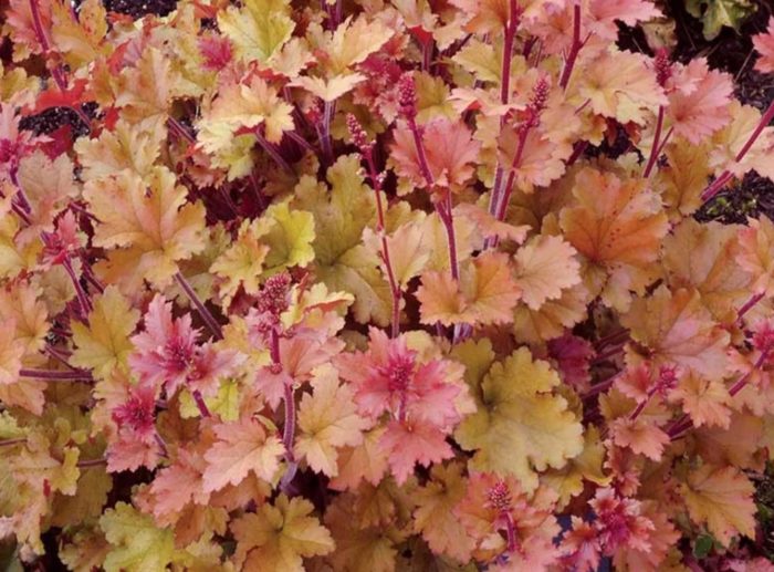 Μαρμελάδα Γκέικρα