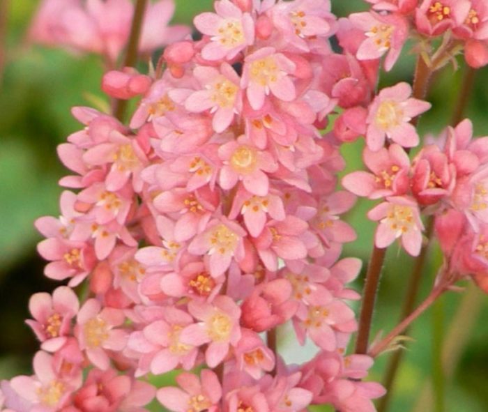 Τα λουλούδια Heuchera είναι ροζ