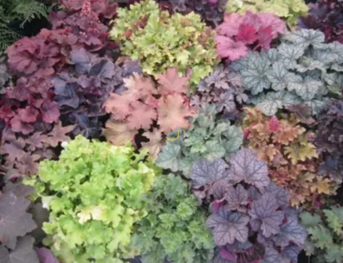 διαφορετικά φύλλα της heuchera