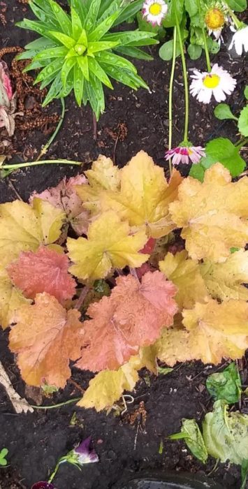 Heuchera με ασυνήθιστα φύλλα
