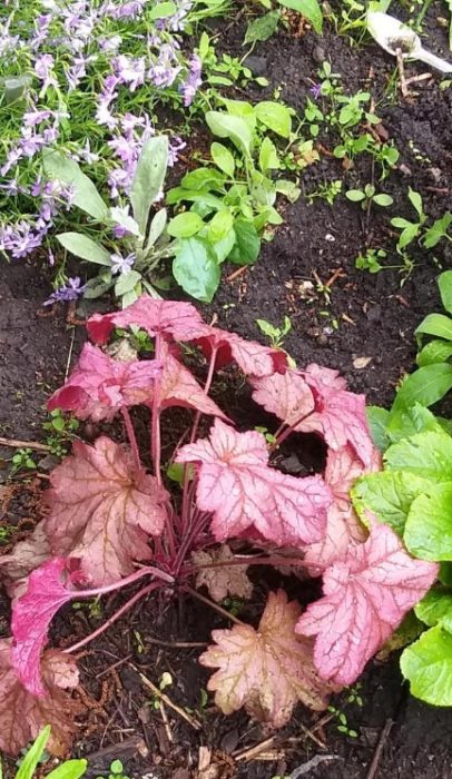 Heuchera με κόκκινα φύλλα