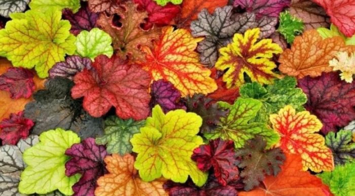 Φύλλα Heuchera διαφορετικών χρωμάτων