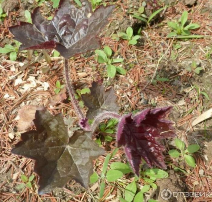 Ο θάμνος που επέζησε
