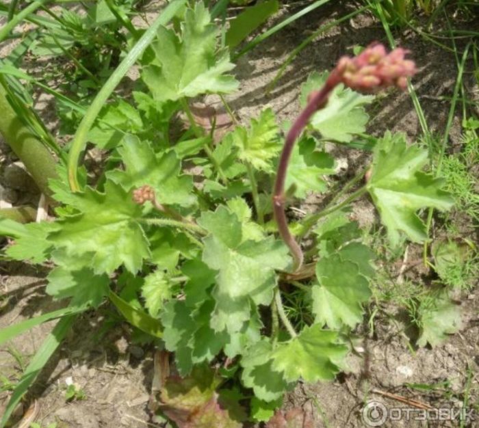 Heuchera με πράσινα φύλλα