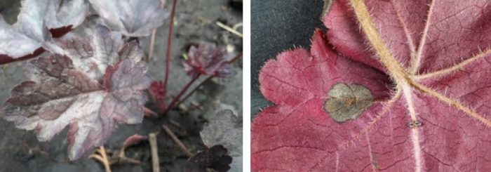 Νόσος Heuchera