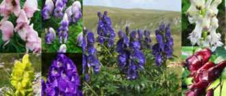 Необичаен аконит