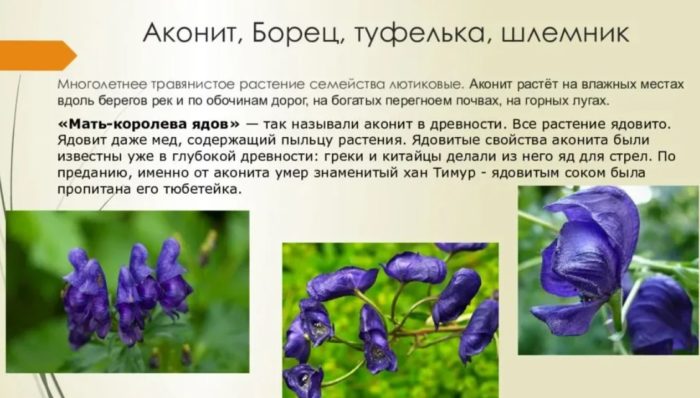 Ο ακονίτης είναι ένα δηλητηριώδες φυτό.