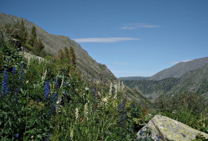 Ακονίτης στη φύση