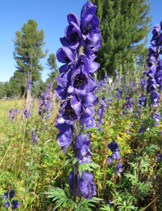 Ακονίτης Αλτάι