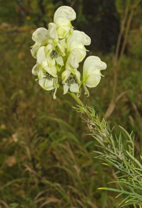Aconitum oakum