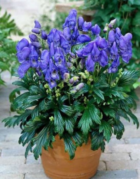 Είδη Aconitum Fischerii