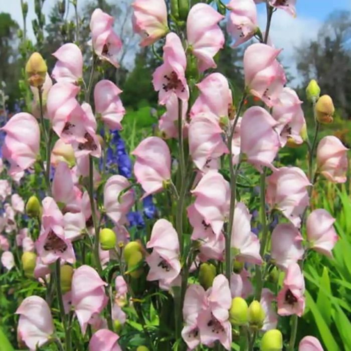 Ποικιλία Aconitum glomerulosa Rubellum