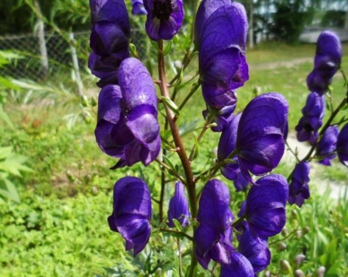 Σκούρο ακονίτη