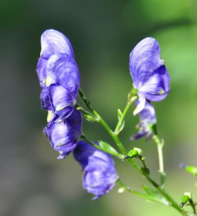Άνθη ακονίτη