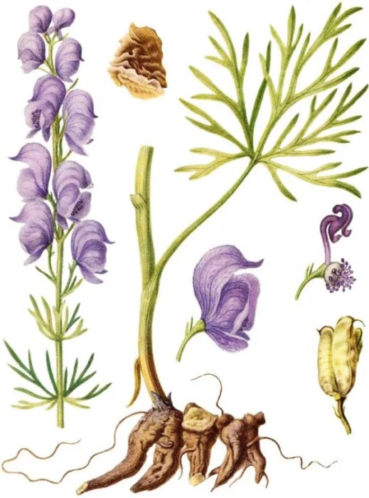 Η δομή του ακονίτη