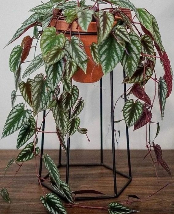 Роицис в стаята