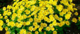 Обрасъл храст