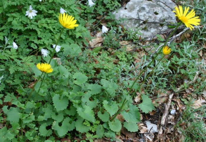 Δωρονικό Κολωναίο