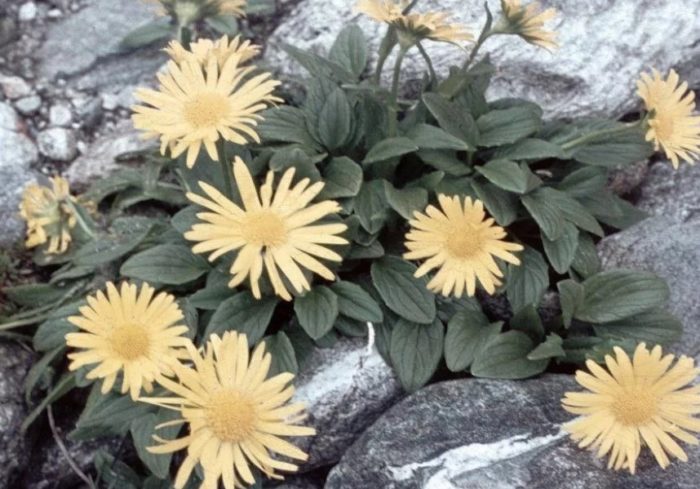 Χρυσός Νάνος Δωρόνικουμ