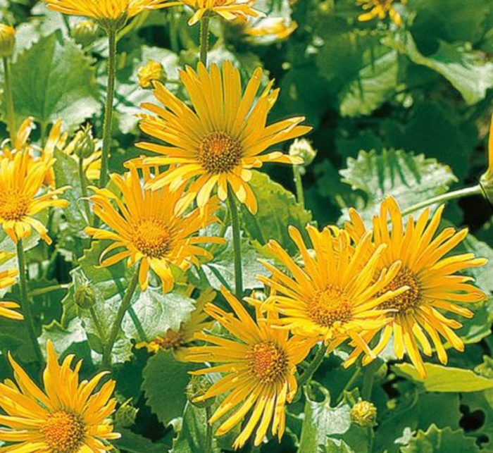 Μεγάλα κίτρινα λουλούδια