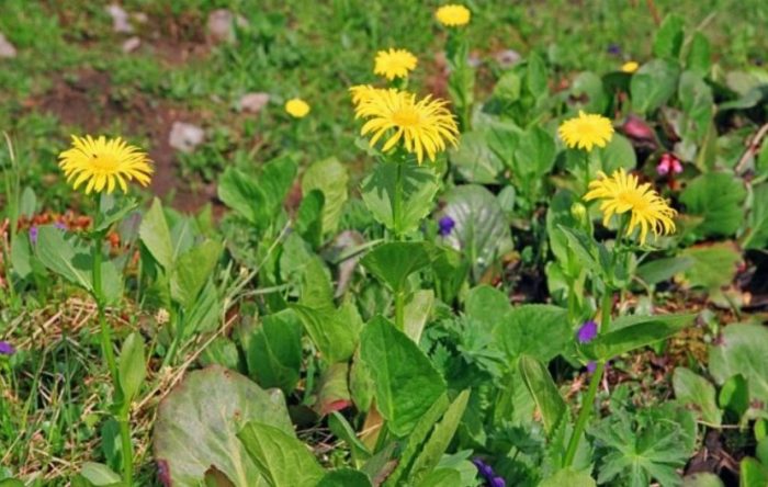 Αλπικό Δωρικό