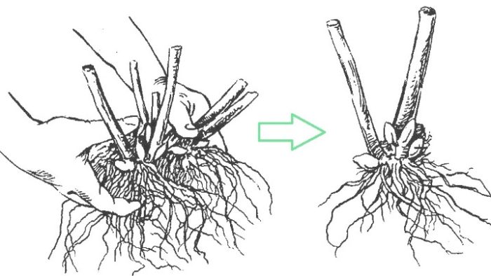 Разделяне на храста