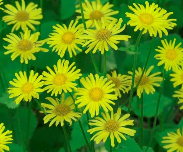 Ποικιλία Excelsium