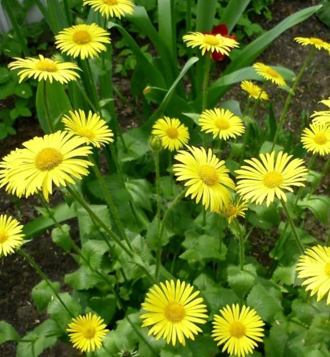 Ποικιλία Harpur Crewe