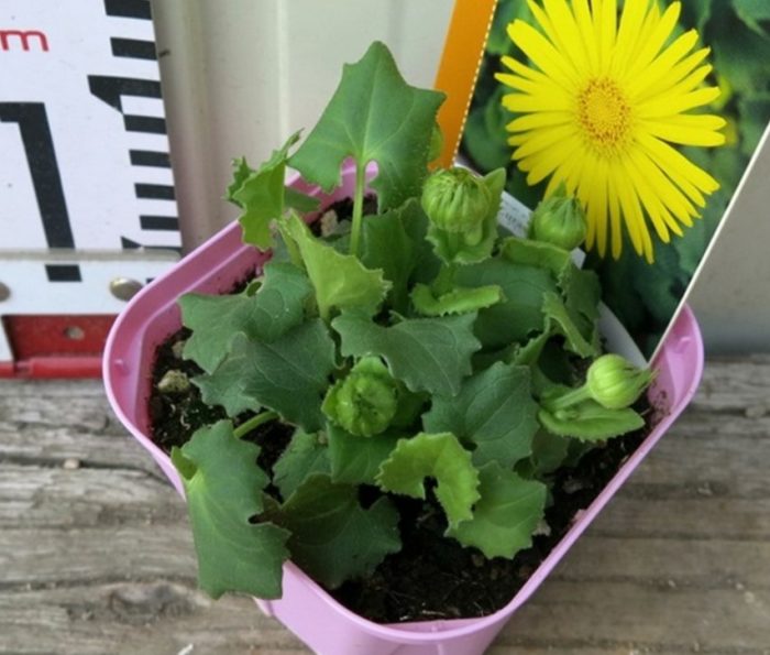 Σπορόφυτα Doronicum