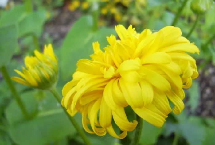 Ποικιλία Terry