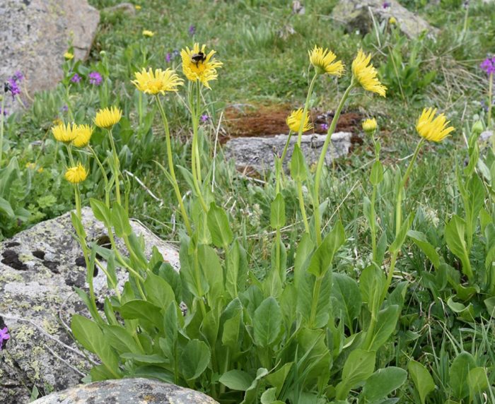 Δωρόνικο Τουρκεστάνης
