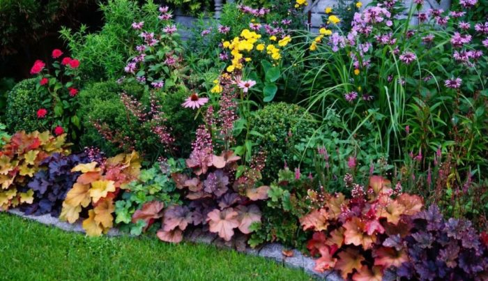 Διαφορετικά φύλλα του Hechera