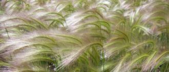 Гриваст ечемик