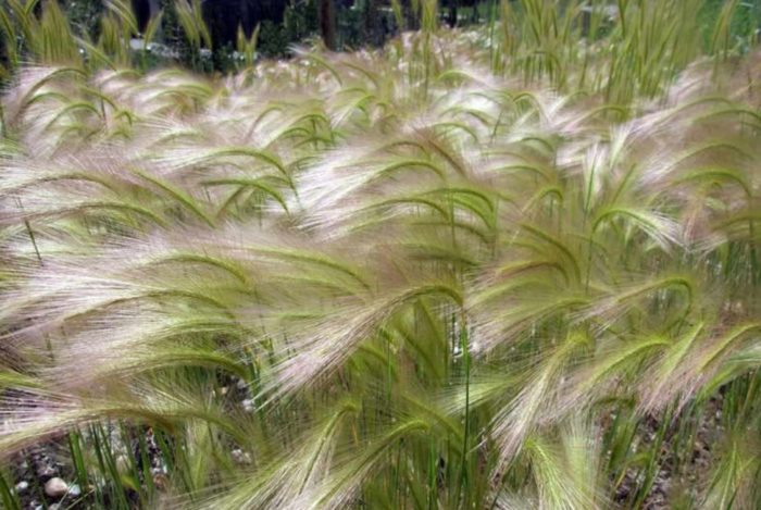 Κριθάρι με χαίτη