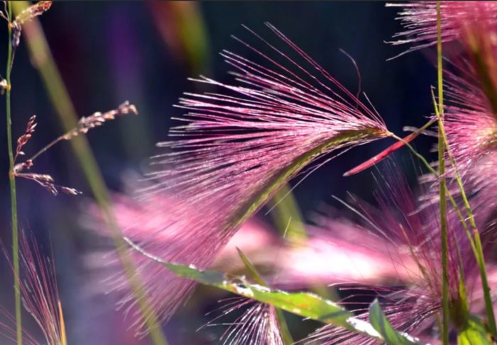 Κριθάρι με ροζ ταξιανθίες