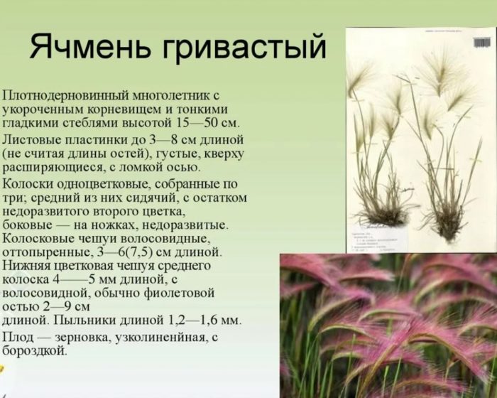 Περιγραφή του κριθαριού με χαίτη