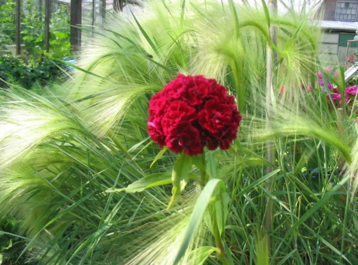 Κριθάρι με χαίτη και γαρίφαλο