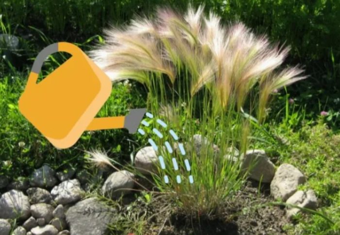 Πότισμα του κριθαριού με λοφίο