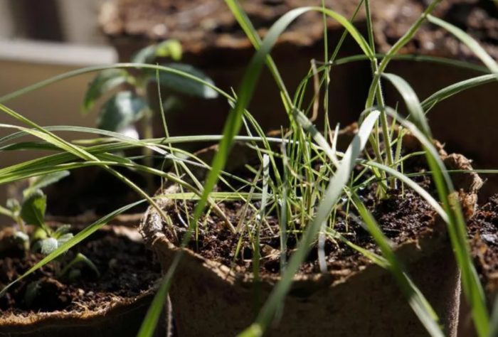 Σπορόφυτα κριθαριού με λοφίο