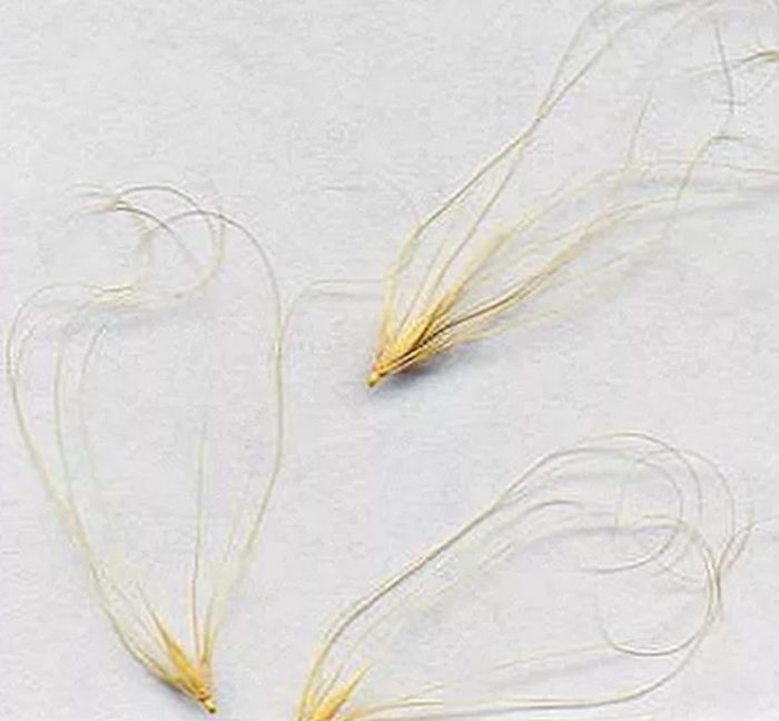 Σπόροι κριθαριού με λοφίο