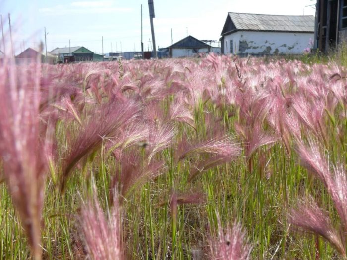 Άλειμμα κριθαριού με ραβδώσεις