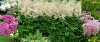 Разнообразен лабасик