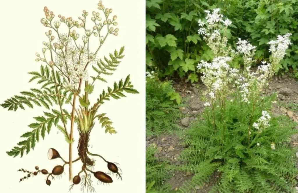 Ένα είδος γλυκού λιβαδιού