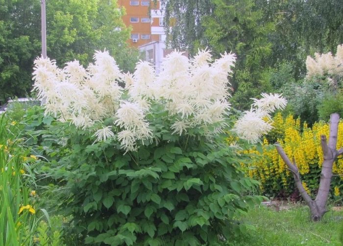Τοποθεσία του meadowsweet