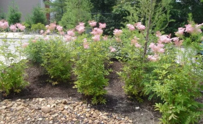 Meadowsweet ανάμεσα στις πέτρες