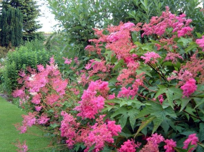 Ροζ λιβάδι γλυκό