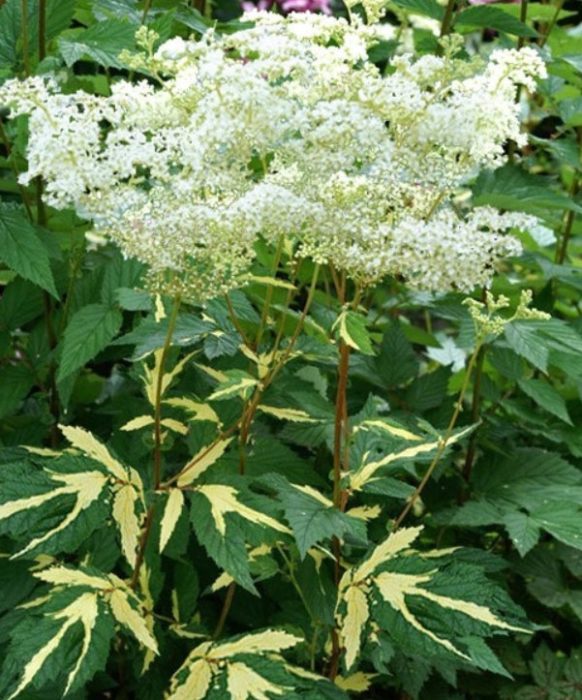 Ποικιλία Meadowsweet Aureovariegata