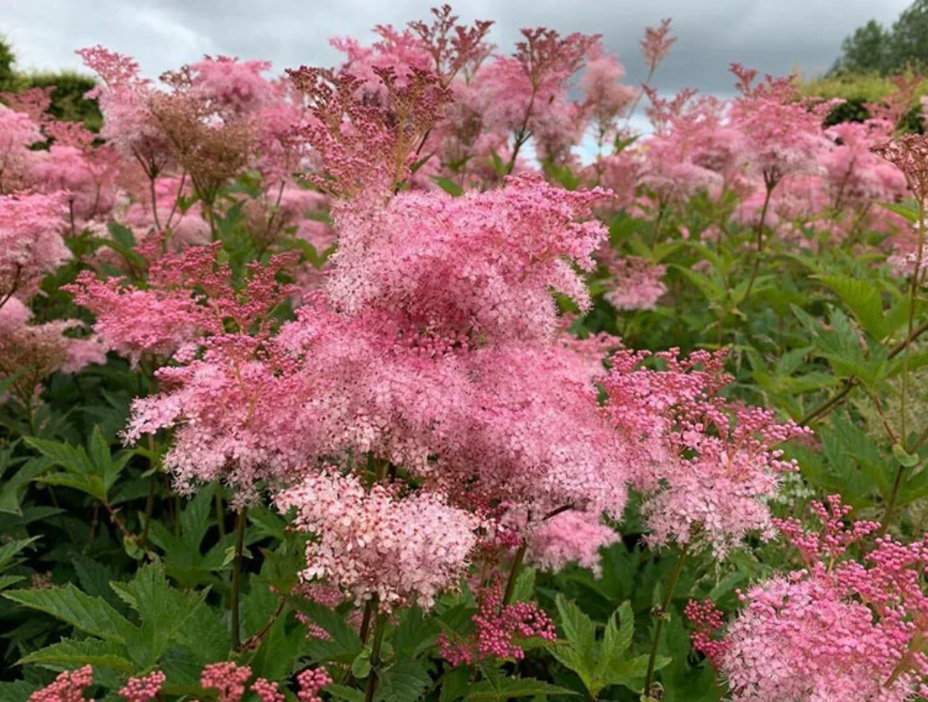 Meadowsweet Magnifica