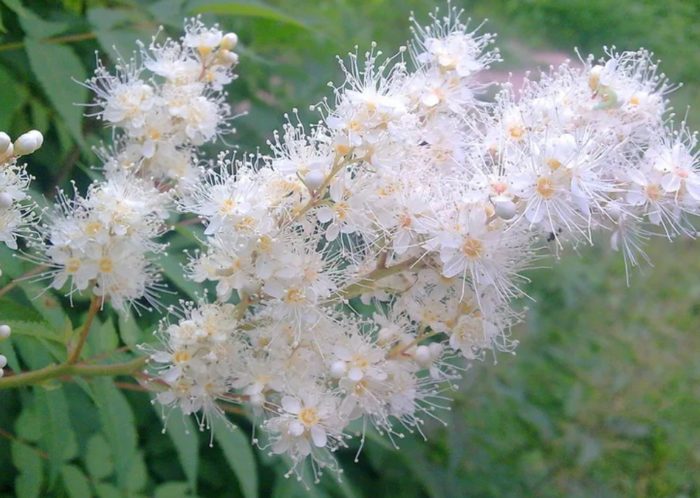 Meadowsweet Splendence